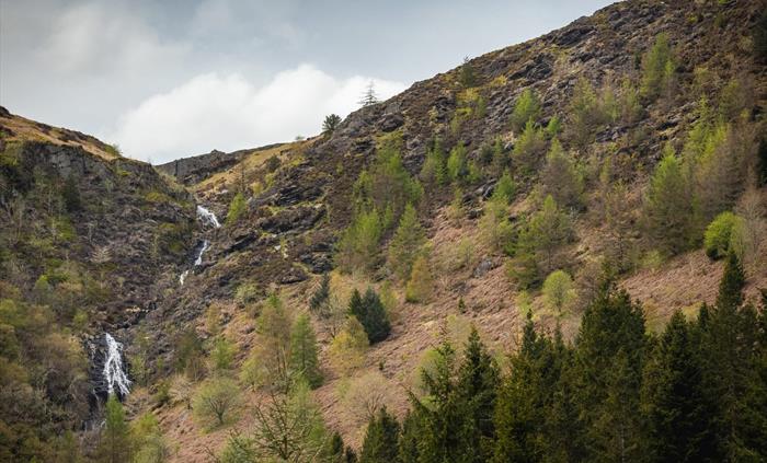 Cwm Rhaeadr Woodland